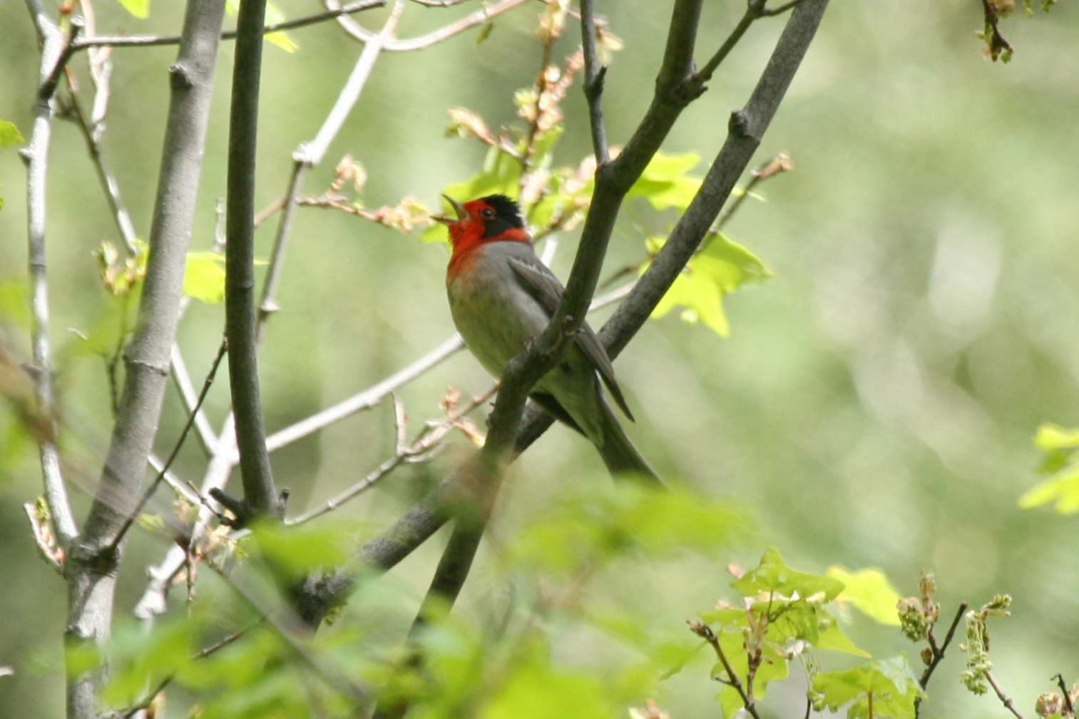 Red-faced Warblers (Cardellina)