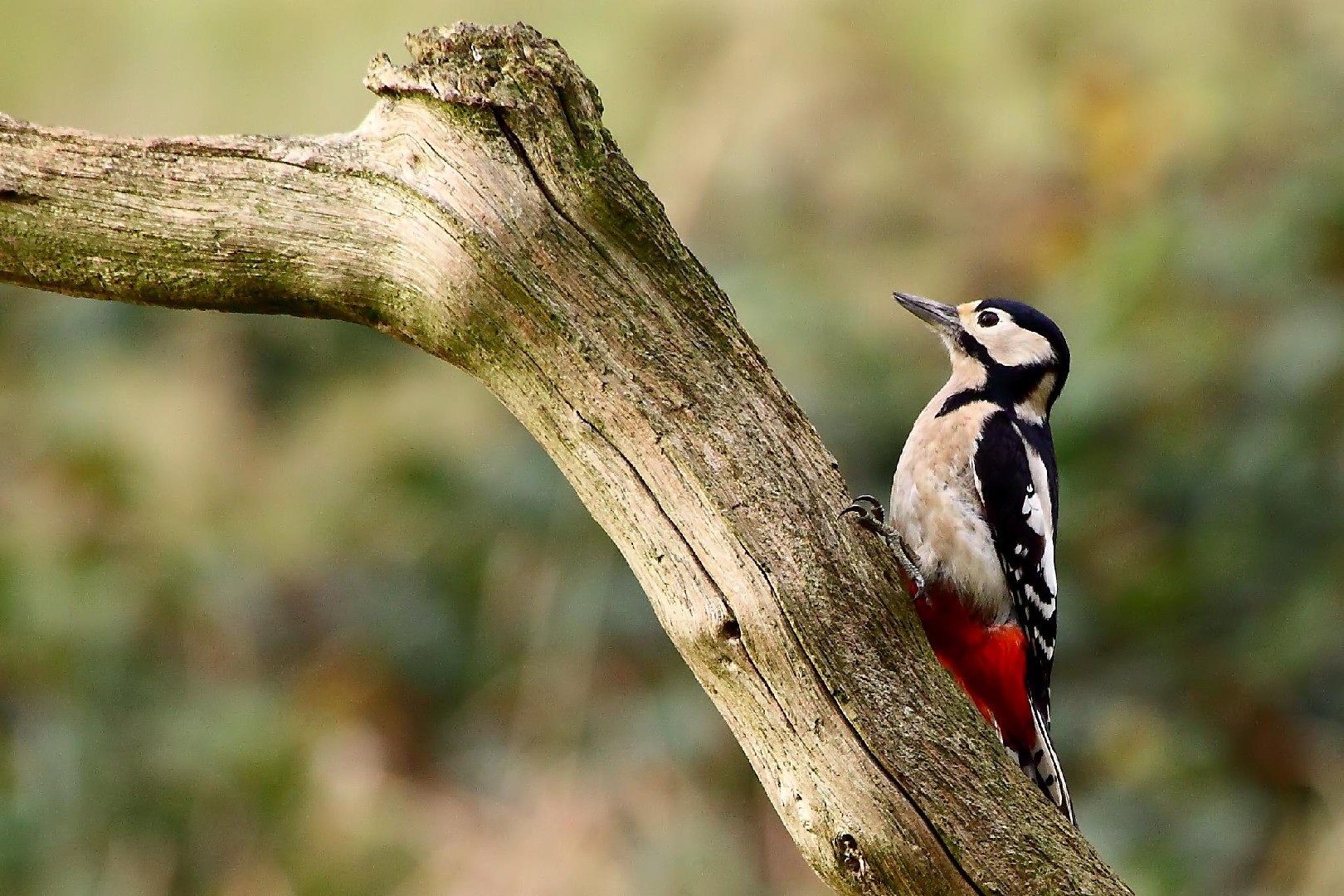 Dendrocopos major anglicus (Dendrocopos major anglicus)