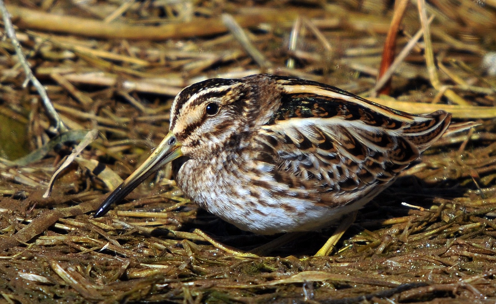 Jack Snipe (Lymnocryptes minimus)