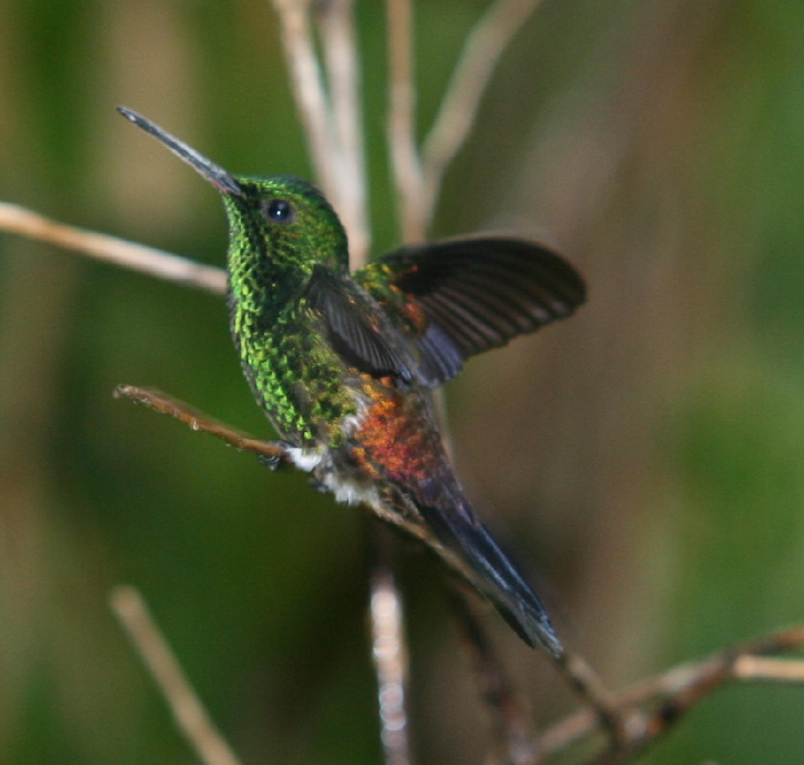 Colibrì gropparame (Saucerottia tobaci)