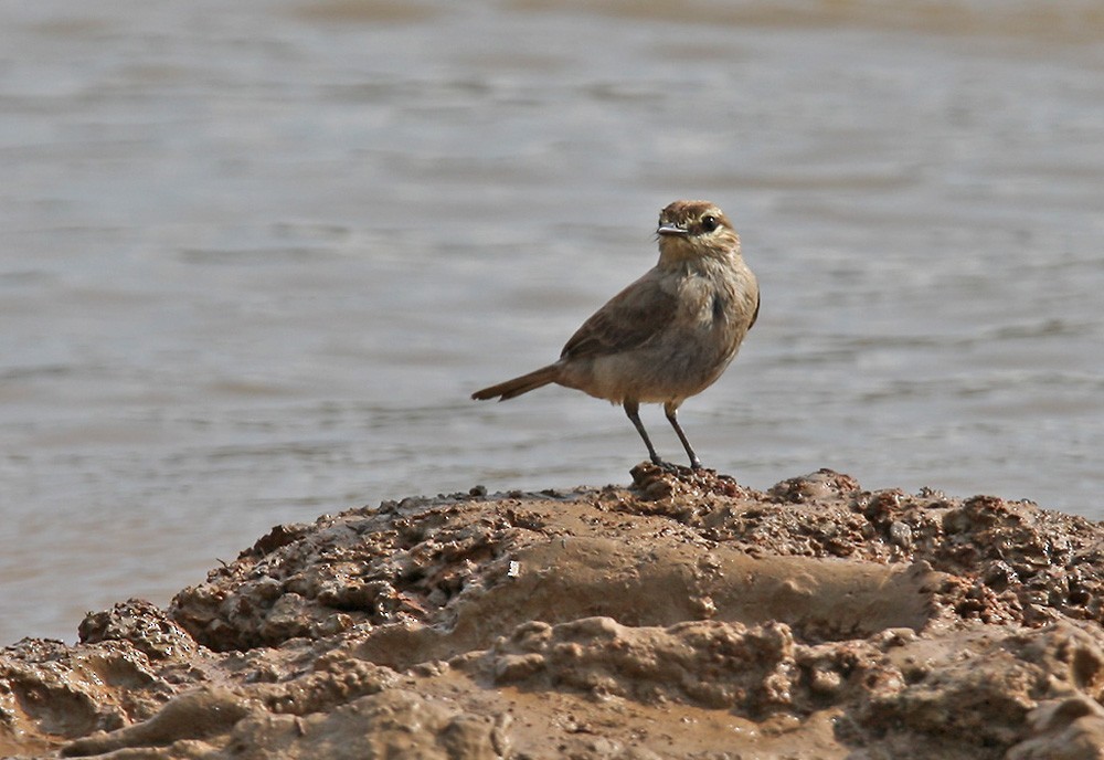 Vale Tapuittiran (Ochthornis littoralis)