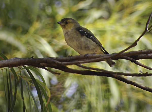 Pardalote Tasmano (Pardalotus quadragintus)