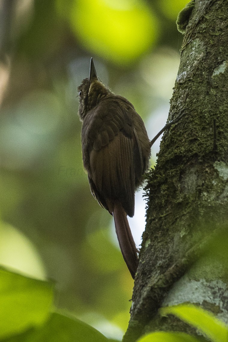 Dendrocincla (Dendrocincla)