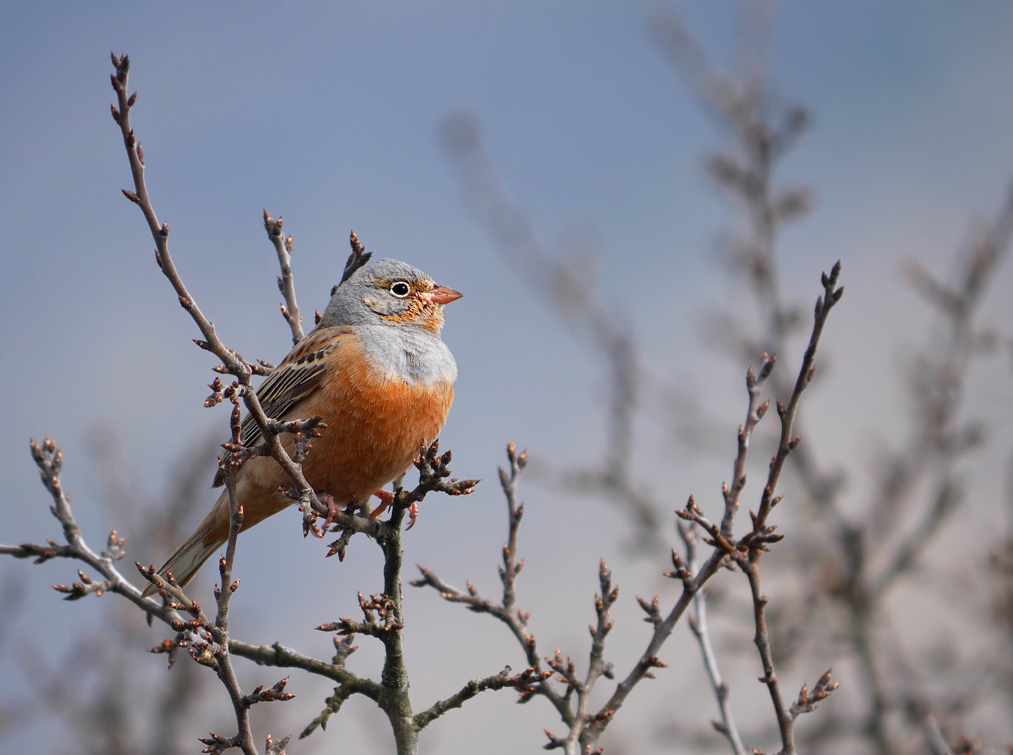 Bruinkeelortolaan (Emberiza caesia)