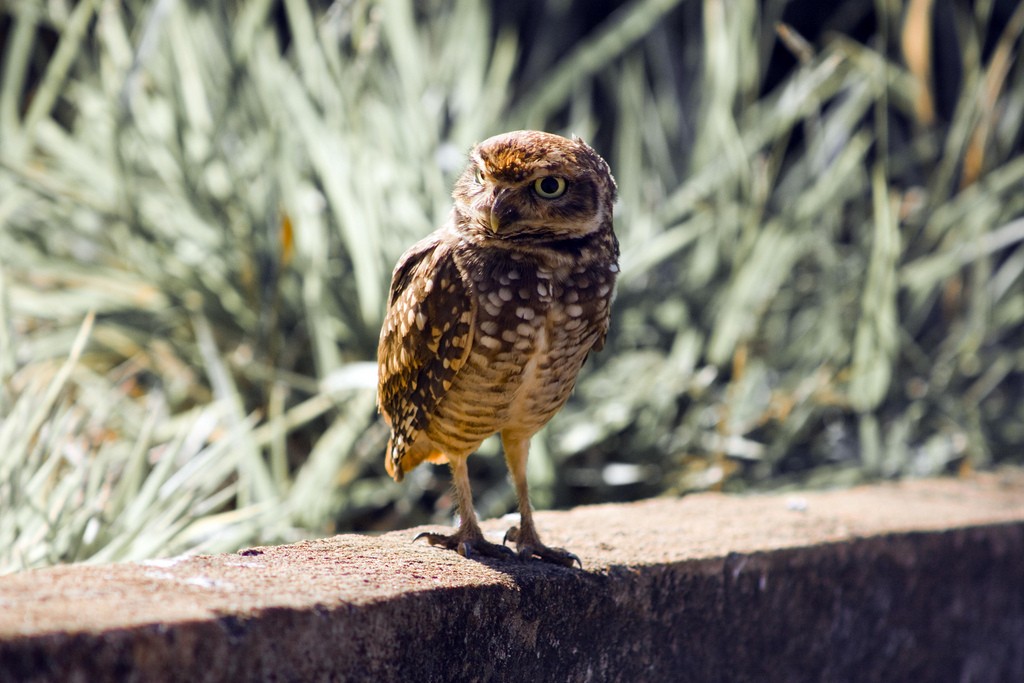 Little and Burrowing Owls and Allies (Athene)