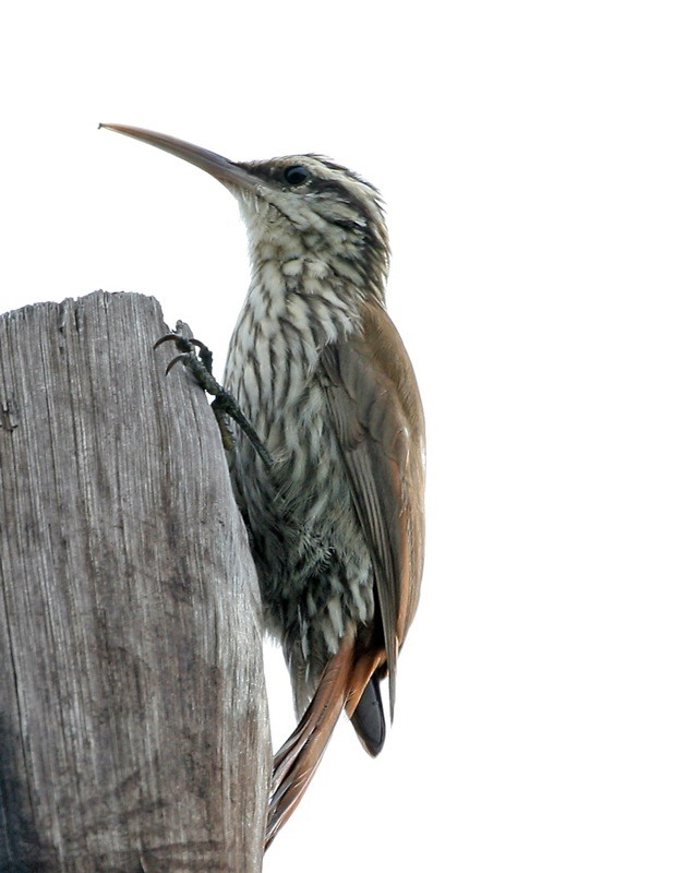 Trepatroncos chico (Lepidocolaptes angustirostris)