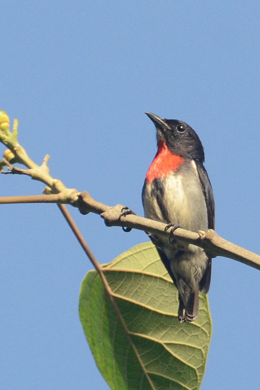 Schwarzwangen-Mistelfresser (Dicaeum celebicum)