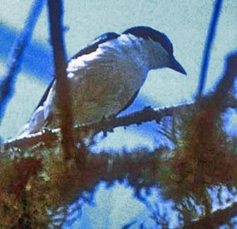 Vanga Chabert (Leptopterus chabert)