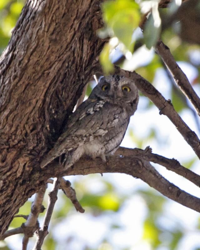 アフリカコノハズク (Otus senegalensis)