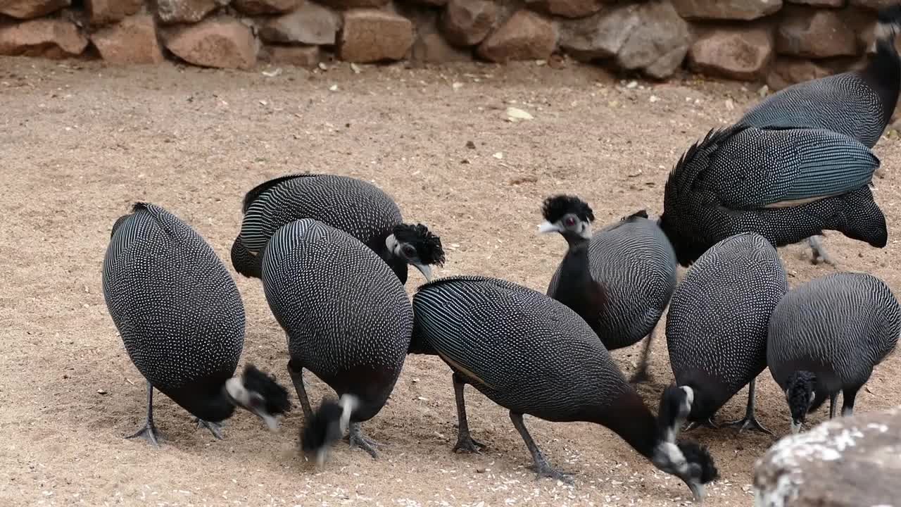 Edward's crested guineafowl (Guttera pucherani edouardi)