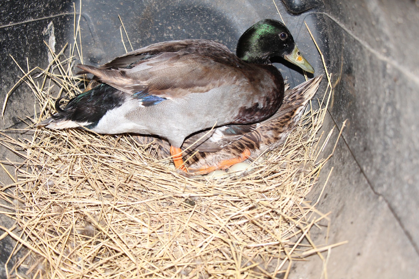 Anas platyrhynchos domesticus 'Rouen' (Anas platyrhynchos domesticus 'Rouen')