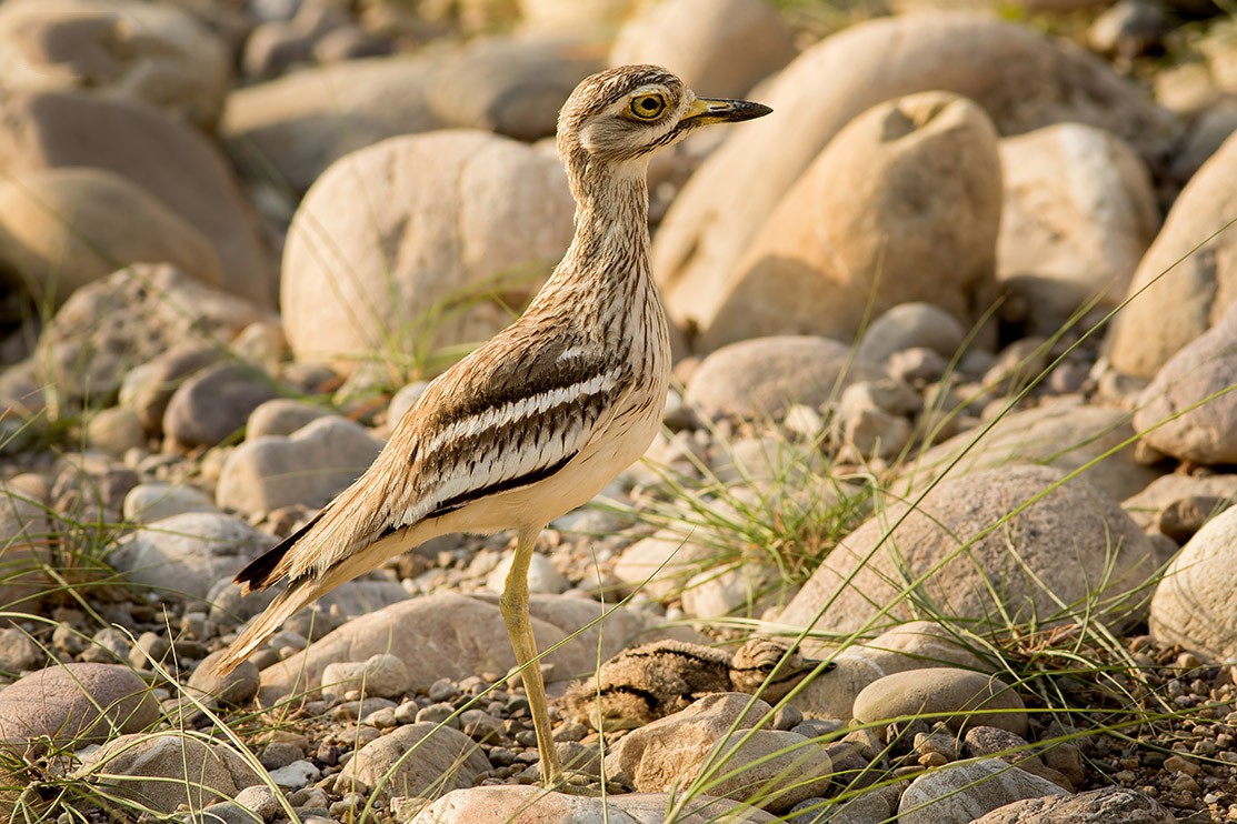 Typical Thick-knees (Burhinus)