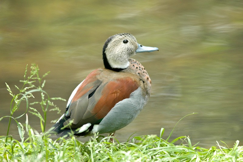 Pato acollarado (Callonetta leucophrys)