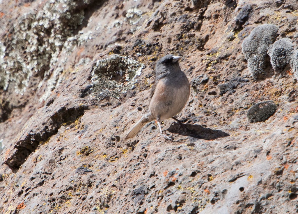 Guadalupe Junco (Junco insularis)