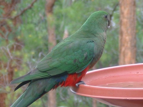 Papagayos australasianos (Alisterus)