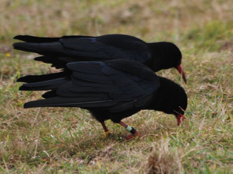 ベニハシガラス (Pyrrhocorax pyrrhocorax)