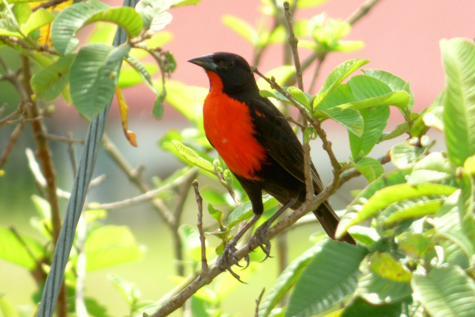 Red-breasted Blackbird (Leistes militaris)