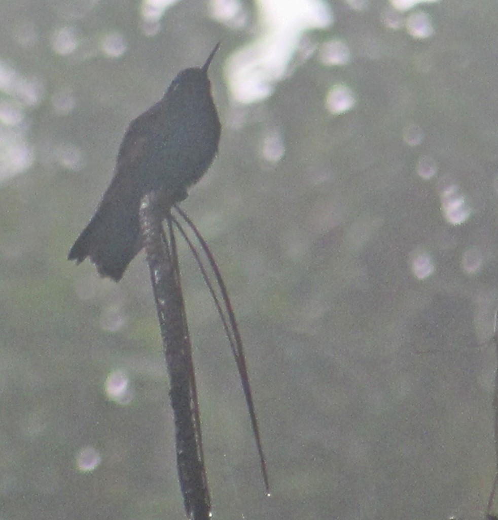 Colibrí Alicastaño (Lamprolaima rhami)