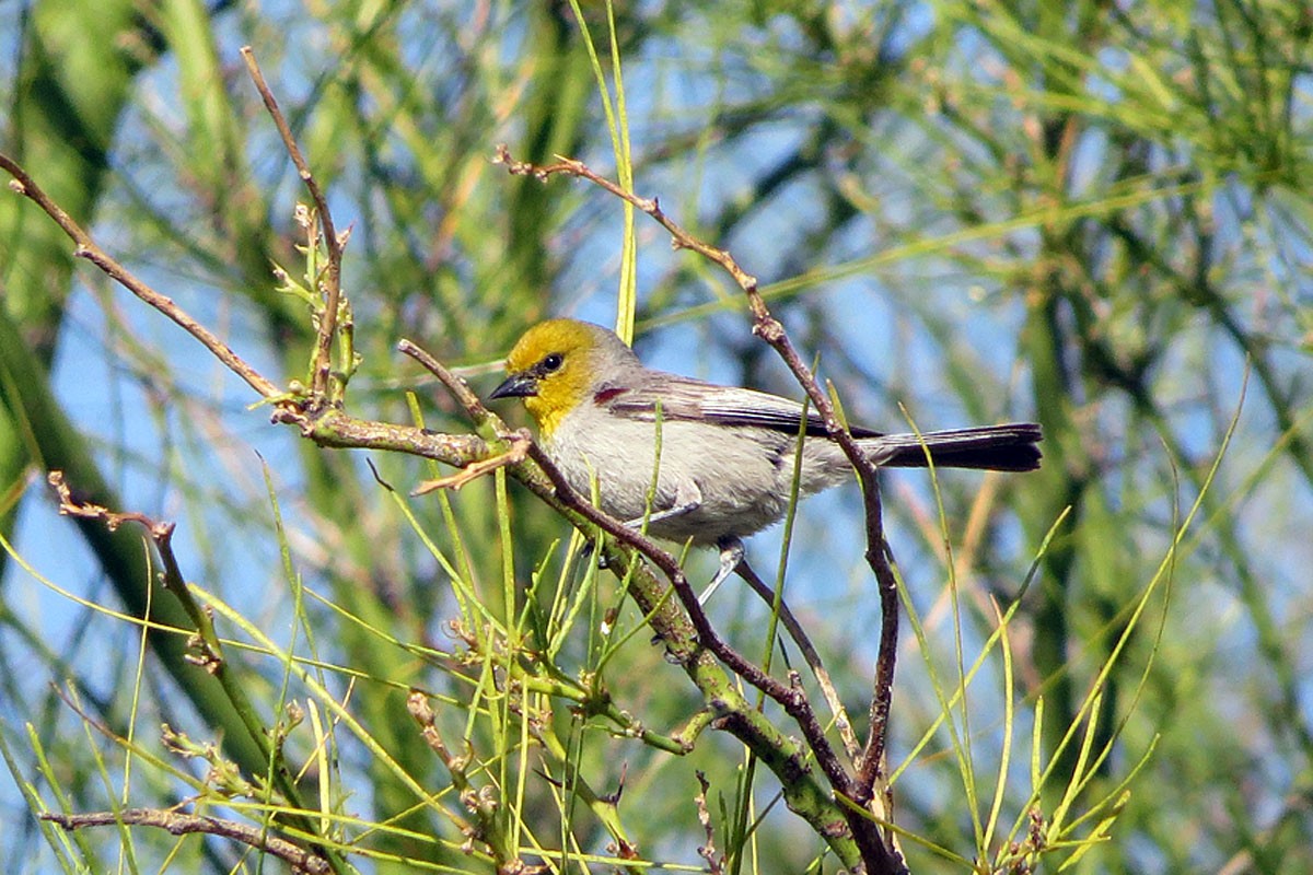 Auriparus (Auriparus)