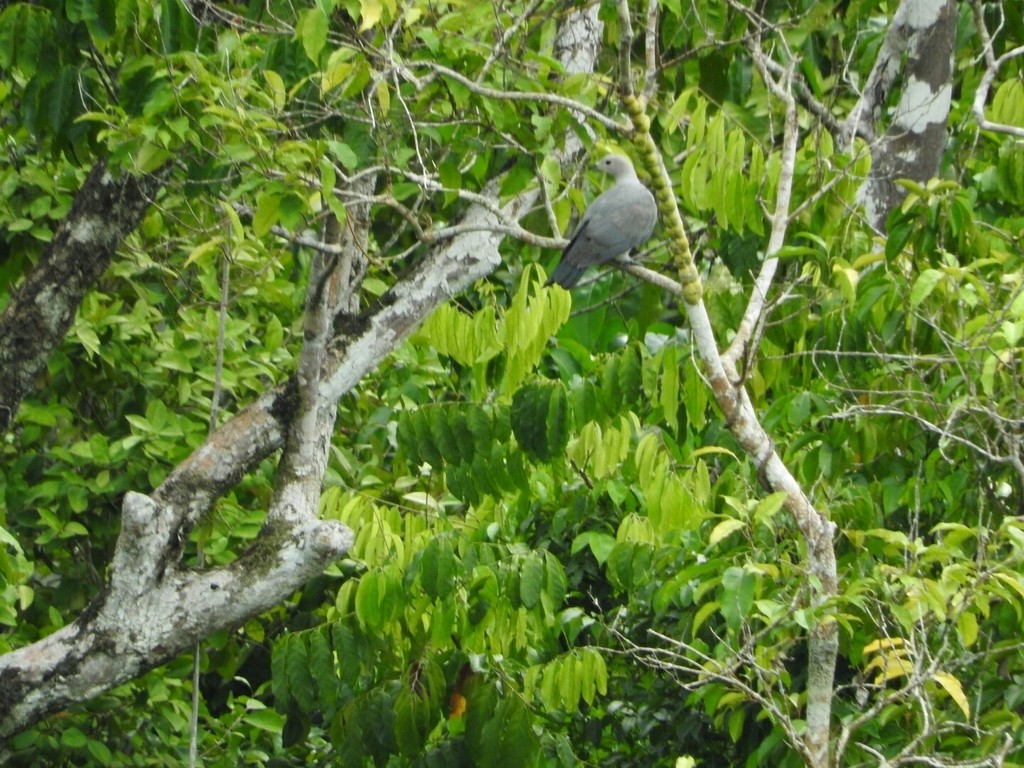 Grey Imperial Pigeon (Ducula pickeringii)