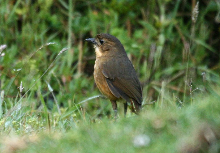 Typical Antpittas (Grallaria)