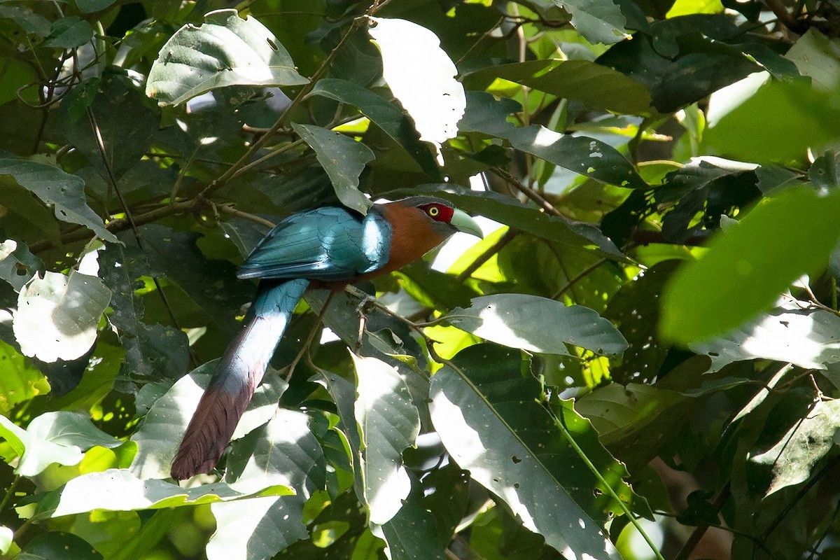 Malkoha (Zanclostomus)