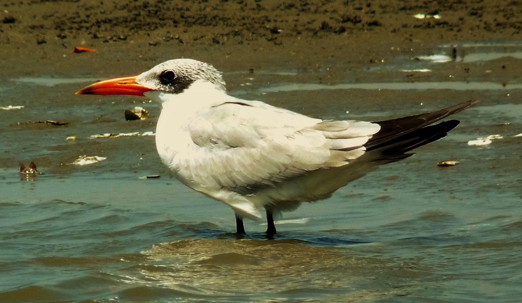 Caspian Tern (Hydroprogne)