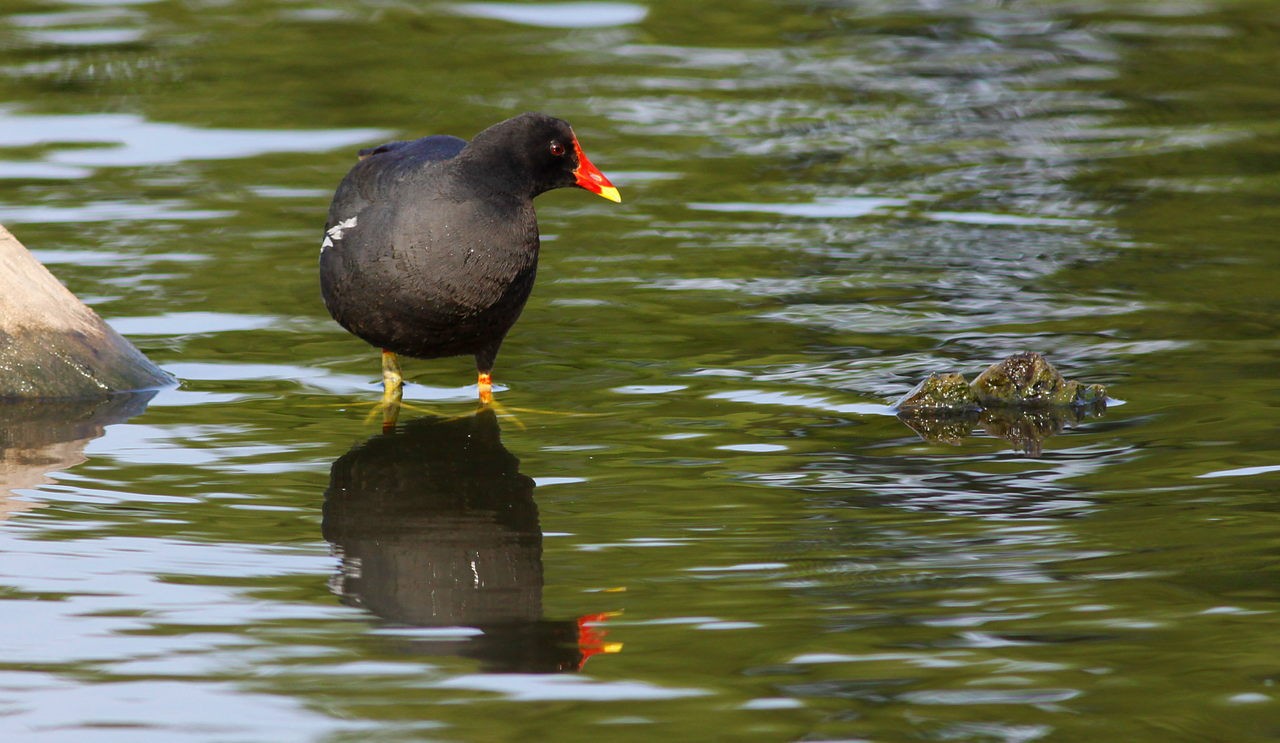 Moorhens (Gallinula)