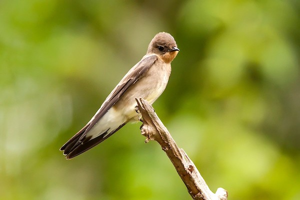 Andorinha-serradora-do-sul (Stelgidopteryx ruficollis)