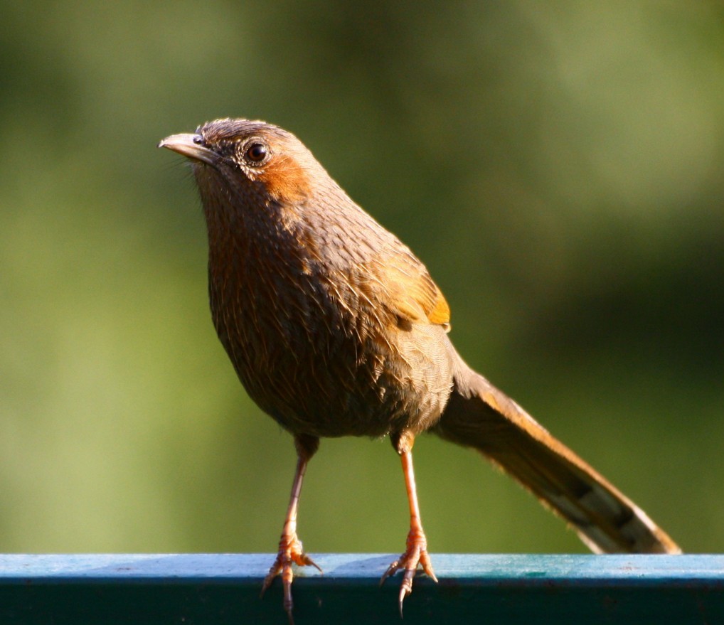 Zaragateiro-raiado (Trochalopteron lineatum)