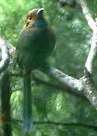 Blauwkeelmotmot (Aspatha gularis)