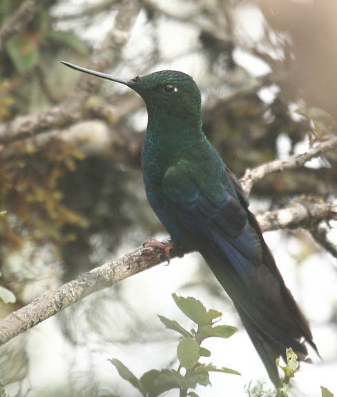 Great Sapphirewing (Pterophanes)