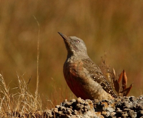 Ground Woodpecker (Geocolaptes olivaceus)