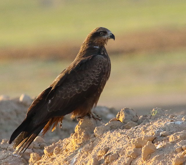 Black and Red Kites (Milvus)