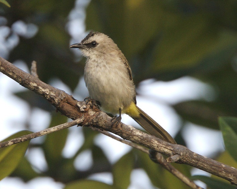 メグロヒヨドリ (Pycnonotus goiavier)
