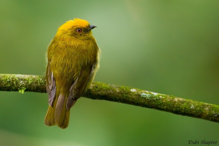 Saltarín amarillo (Chloropipo flavicapilla)