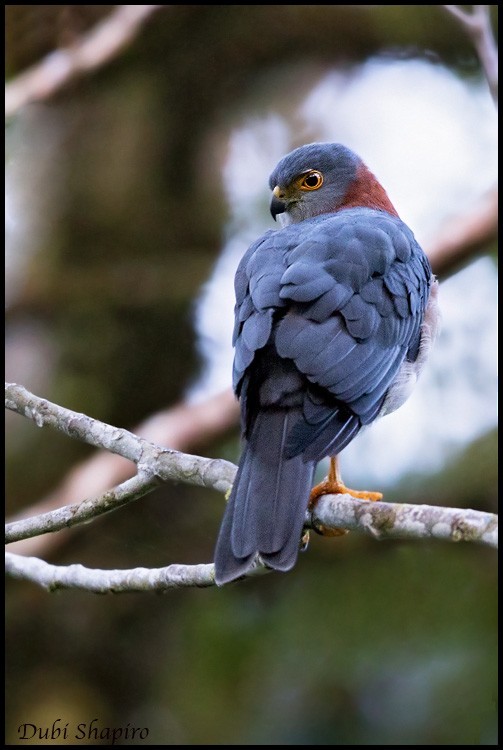 Molukse Sperwer (Accipiter erythrauchen)
