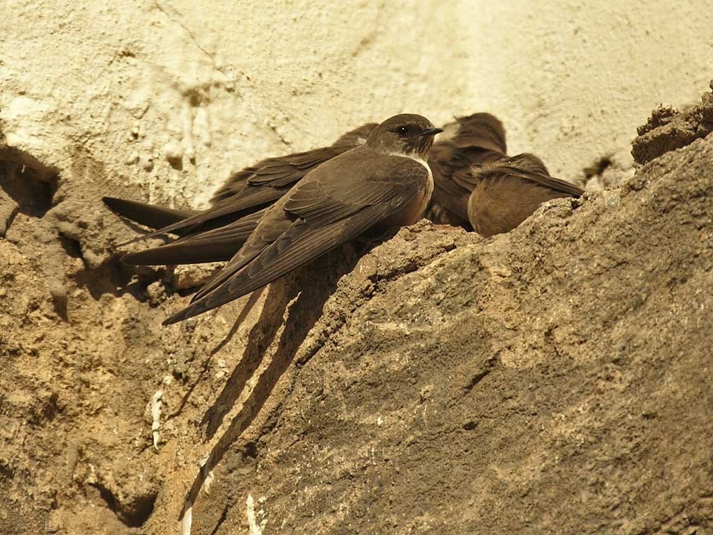 Eurasian Crag Martin (Ptyonoprogne rupestris)