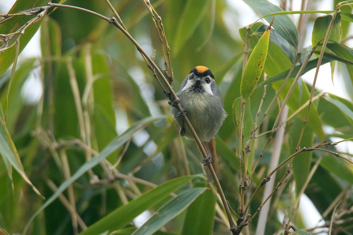 Picoloro Gorjinegro (Suthora nipalensis)