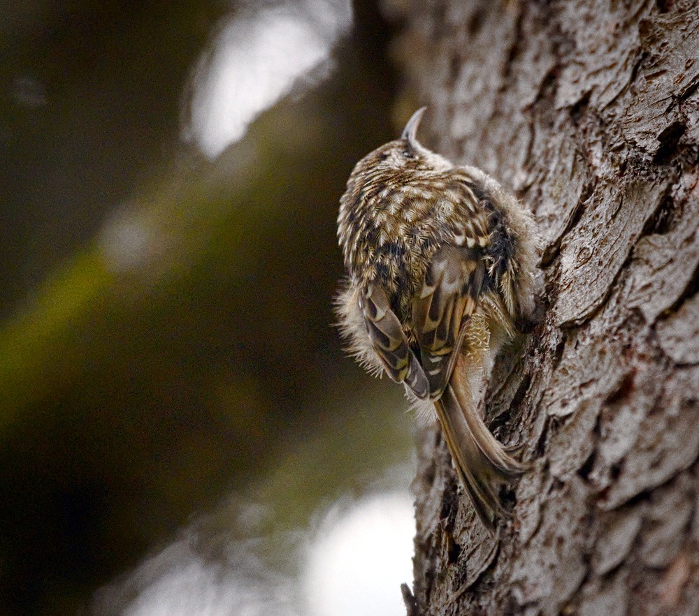 タンシキバシリ (Certhia brachydactyla)