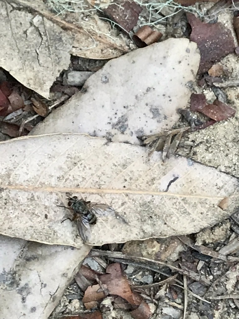 Moscas parasitoides (Tachinidae)