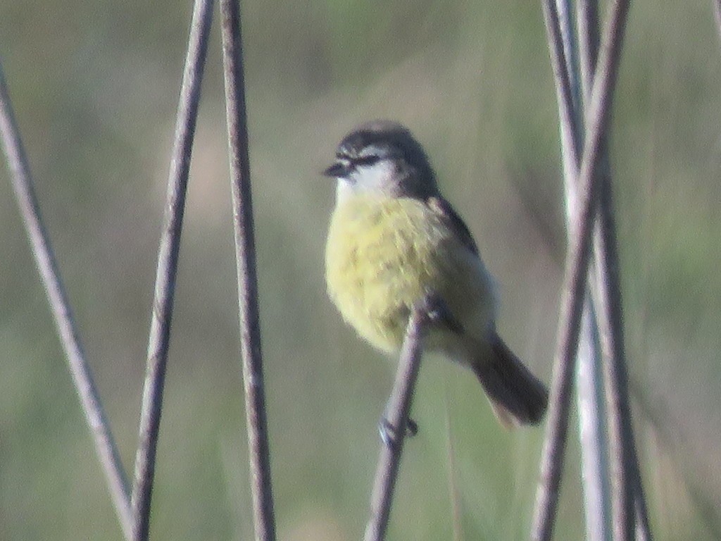 Anthoscopus (Anthoscopus)