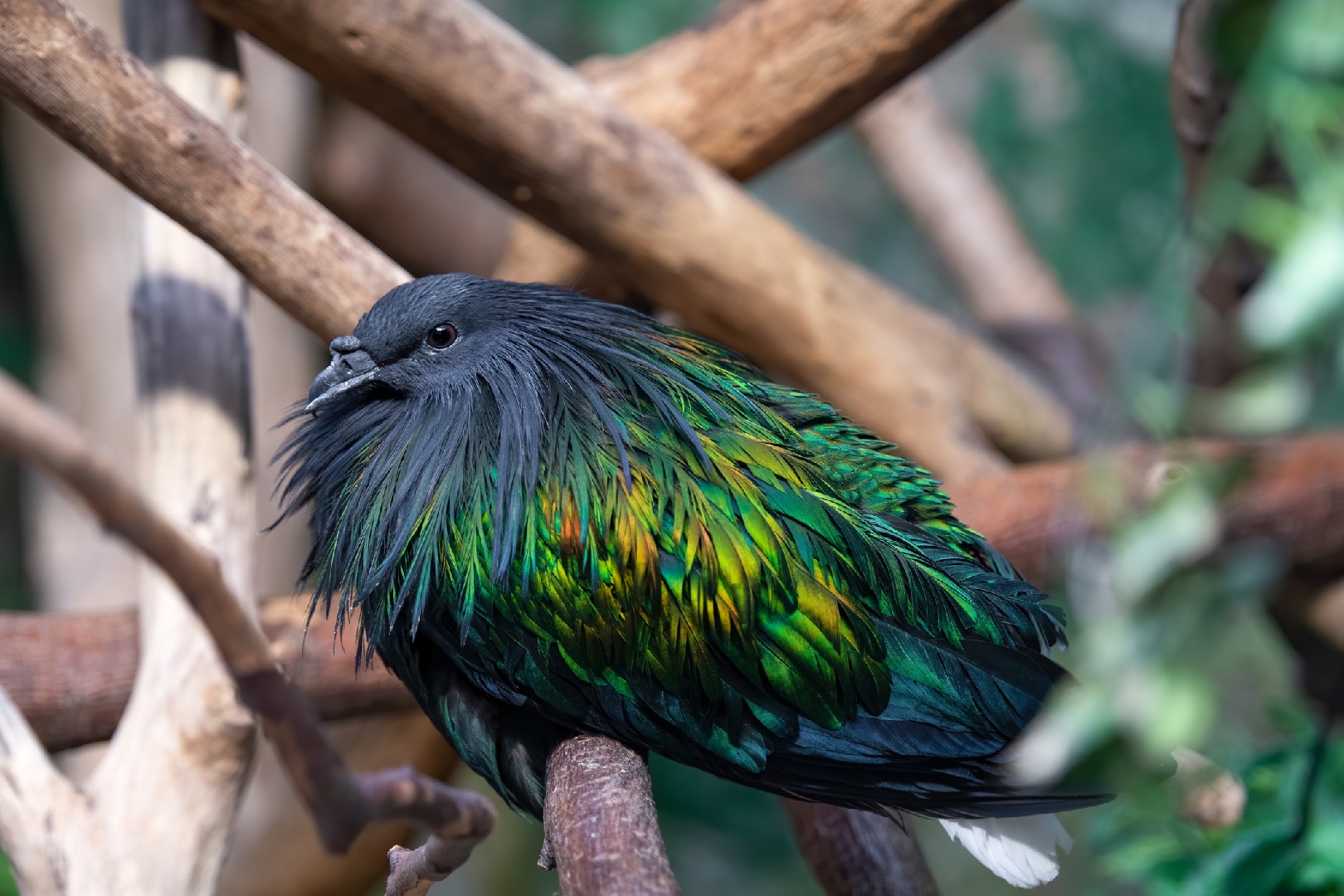 Columba livia domesticus 'Nicobar' (Columba livia domesticus 'Nicobar')