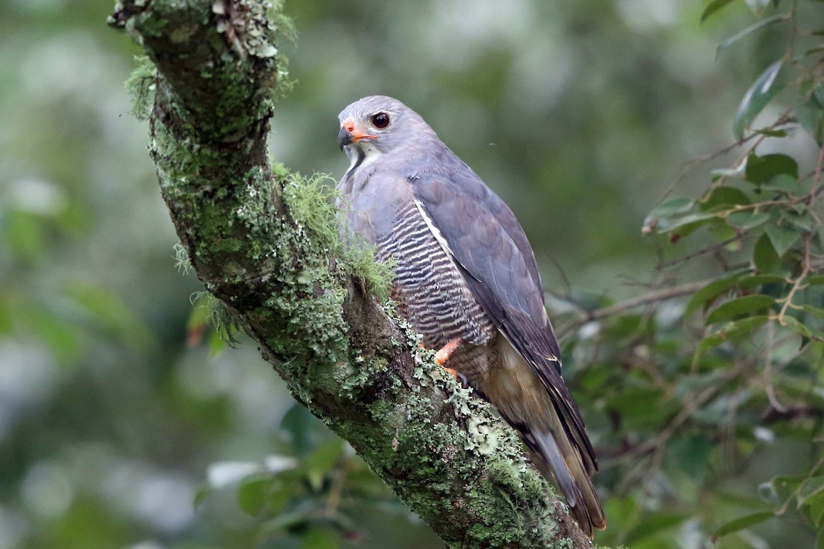 Ящеричный канюк (Kaupifalco monogrammicus)