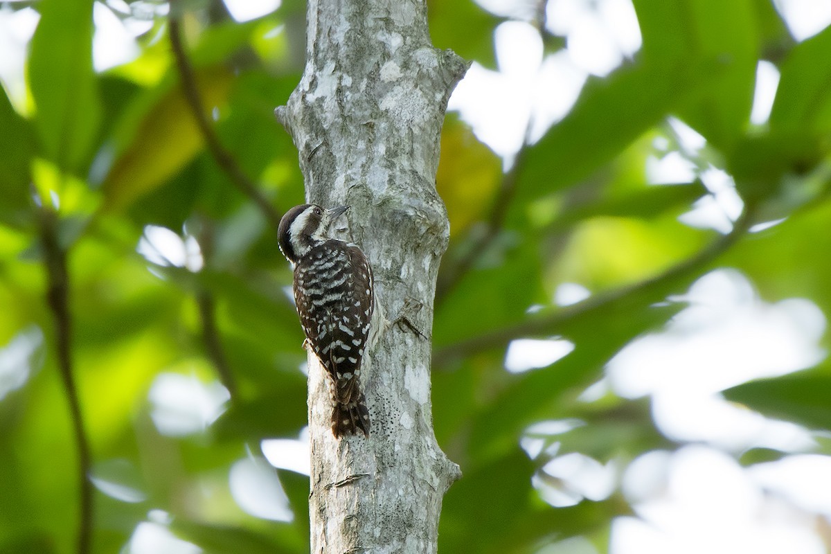 Sunda Pygmy Woodpecker (Yungipicus moluccensis)
