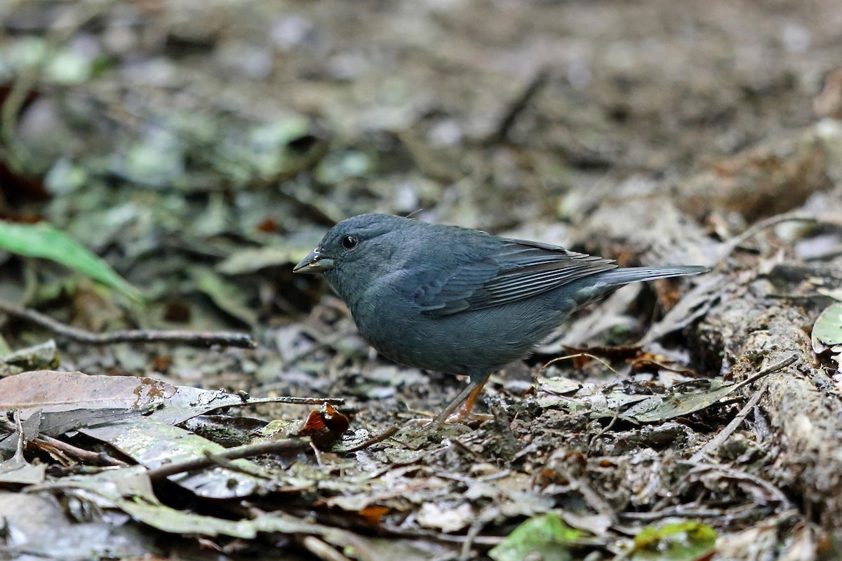 Einfarb-Ammertangare (Haplospiza unicolor)