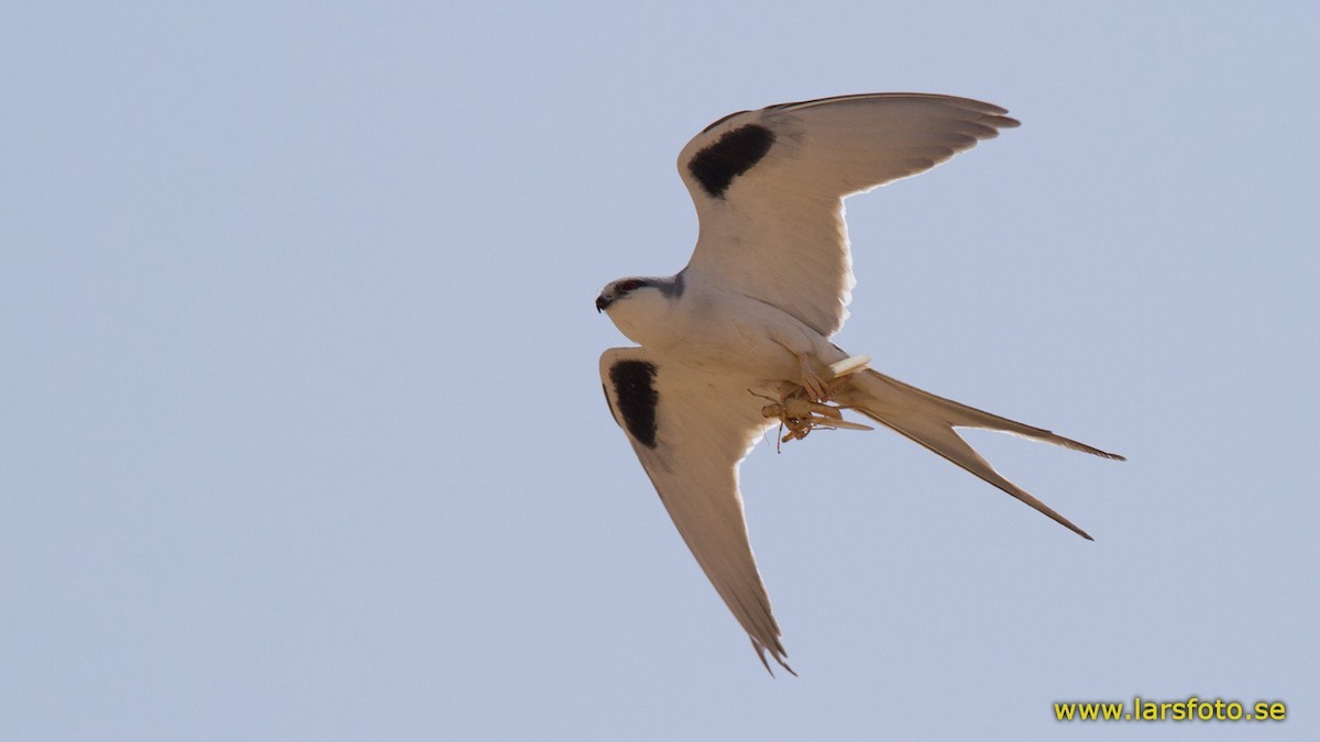 Elanio golondrina (Chelictinia riocourii)