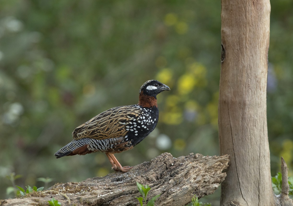 Francolin perlé (Francolinus pintadeanus)