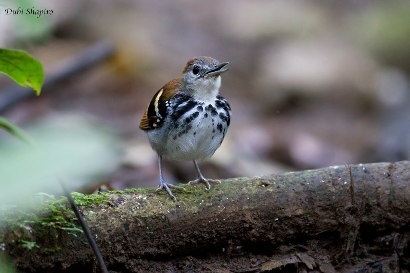 Banded Antbird (Dichrozona cincta)