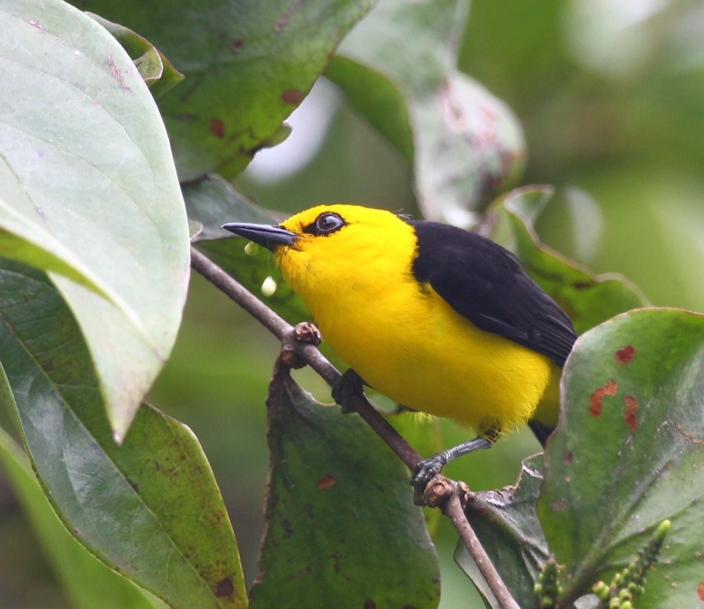 Tangara negriamarilla (Chrysothlypis chrysomelas)